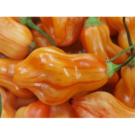Greendoor Zébrange – Graines de piment