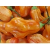Greendoor Zébrange –  Chili Samen