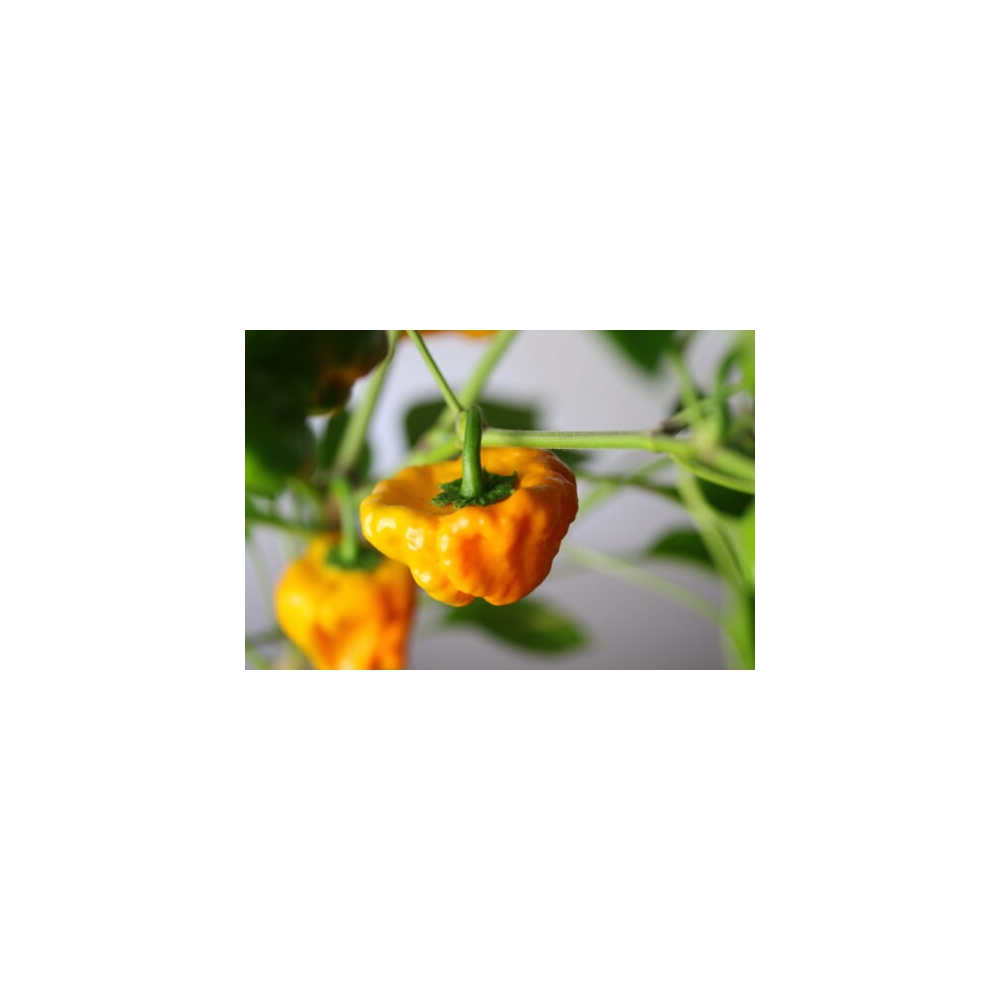 Greendoor Jamaican Yellow – Chili Samen