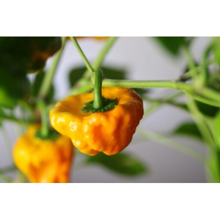 Greendoor Jamaican Yellow – Chili Samen