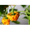 Greendoor Jamaican Yellow – Graines de piment