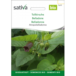 Sativa Rheinau Tollkirsche – Samen