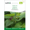 Sativa Rheinau Belladone – Graines