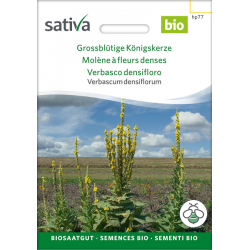 Sativa Rheinau Großblütige Königskerze – Samen