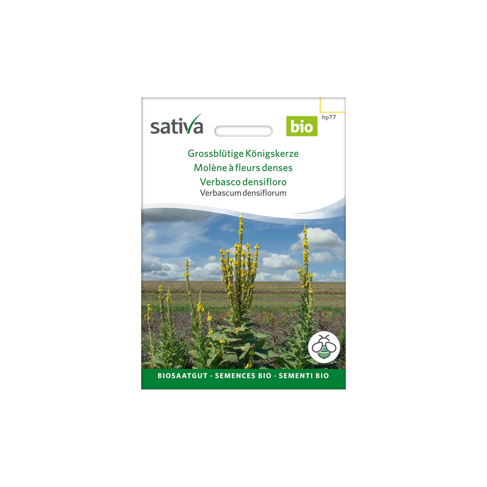 Sativa Rheinau Molène à grandes fleurs – Graines