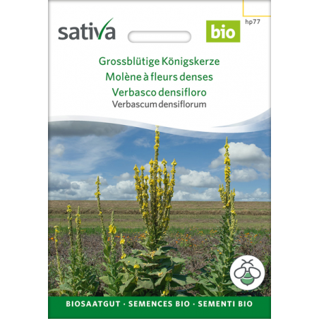 Sativa Rheinau Large-flowered Mullein – Seeds
