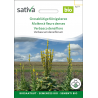 Sativa Rheinau Molène à grandes fleurs – Graines