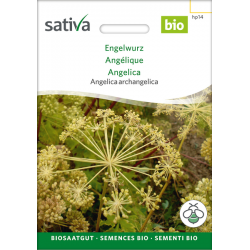 Sativa Rheinau Angélique – Graines