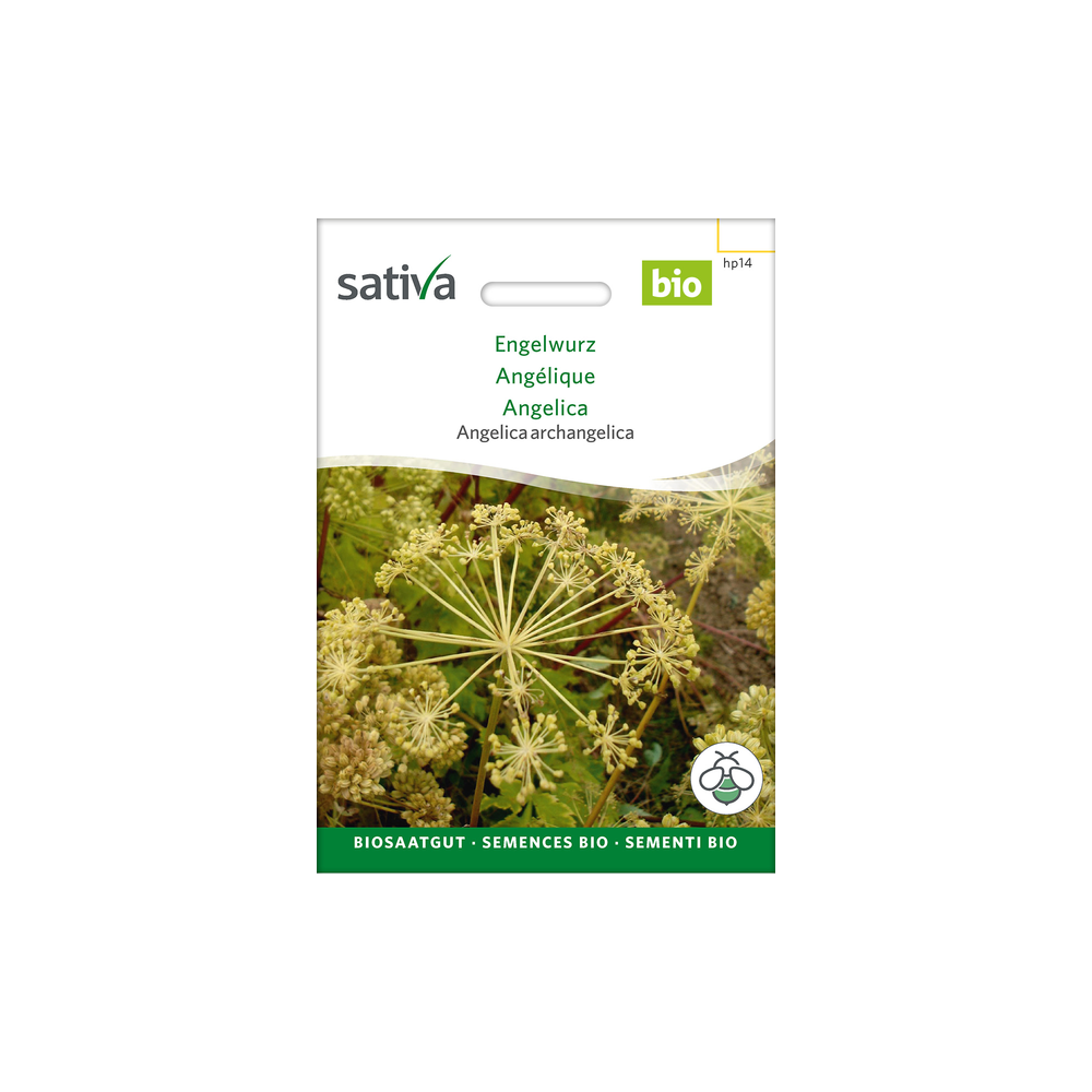 Sativa Rheinau Engelwurz – Samen