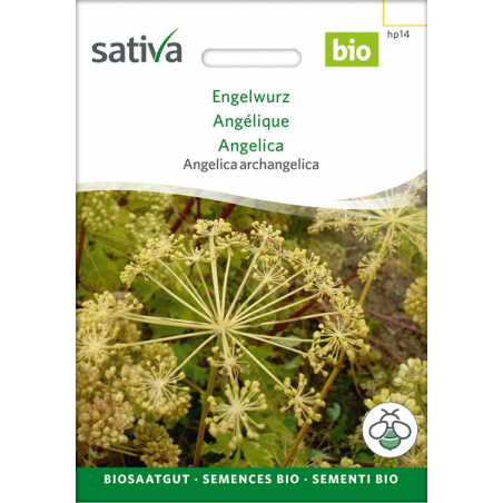 Sativa Rheinau Engelwurz – Samen