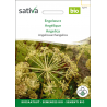 Sativa Rheinau Angelica – Seeds