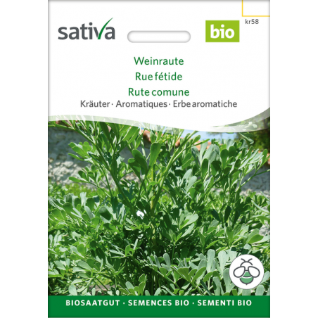 Sativa Rheinau Rue herbes – Graines