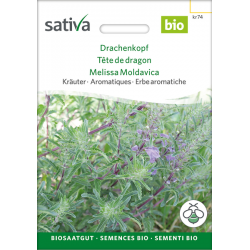 Sativa Rheinau Tête-de-dragon – Graines