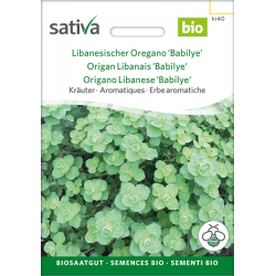 Sativa Rheinau Lebanese Oregano “Babilye” – Seeds