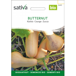 Sativa Rheinau Butternut –  Kürbis Samen
