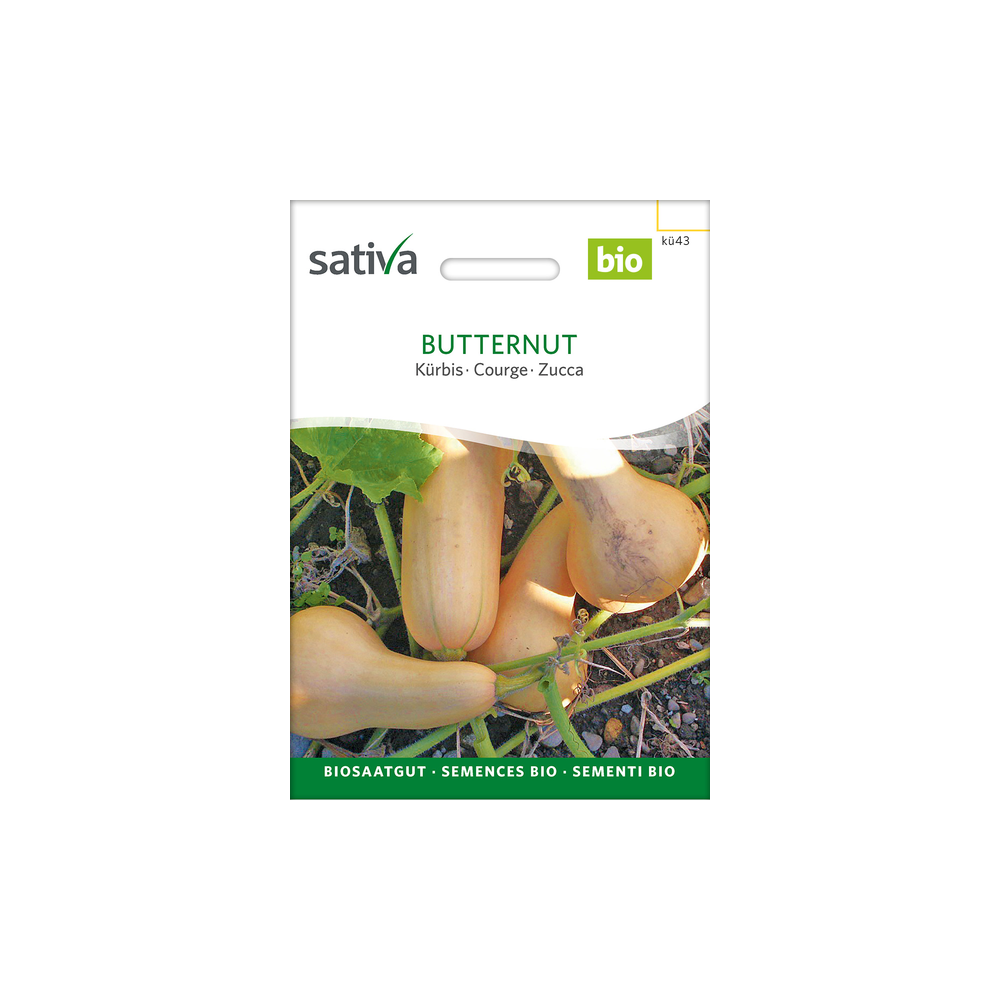 Sativa Rheinau Butternut –  Kürbis Samen