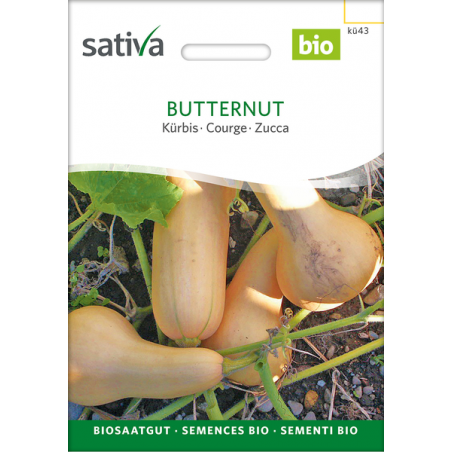 Sativa Rheinau Butternut  – Graines de Courge