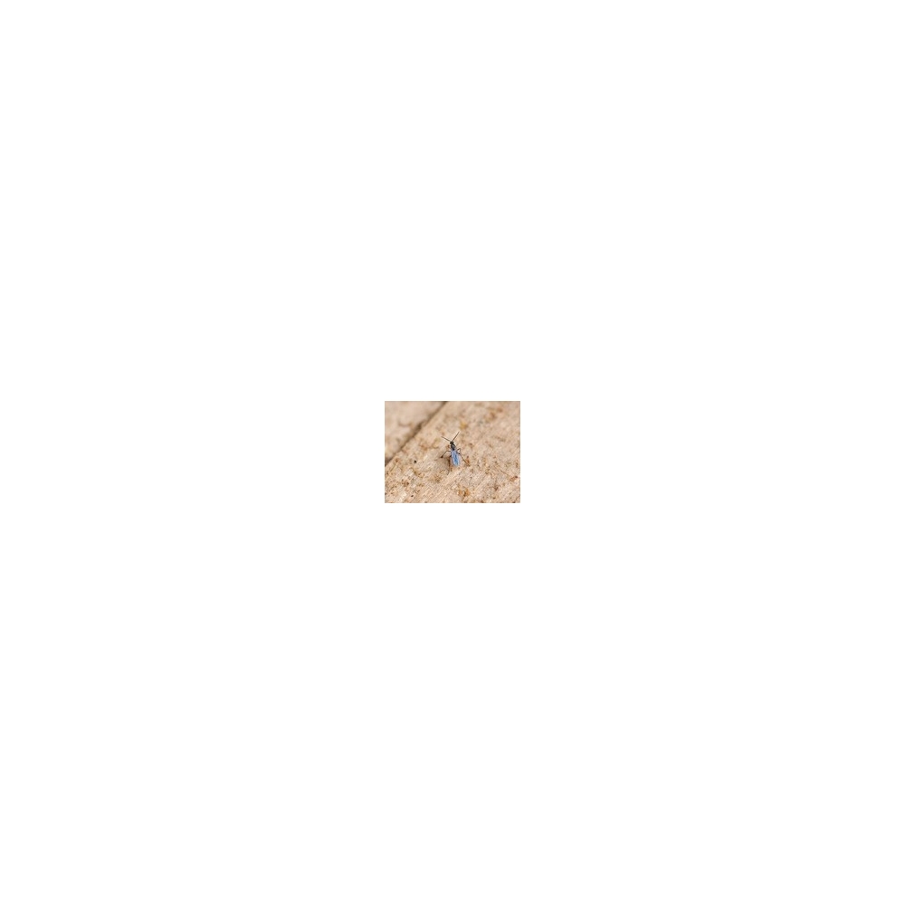 Solbac Liquid 1 liter