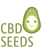 Graines de CBD feminisé